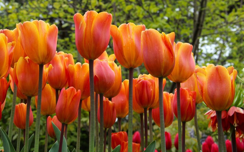 Orange Tulips in Garden — Serene, Spring, Photograph, Green Leaves