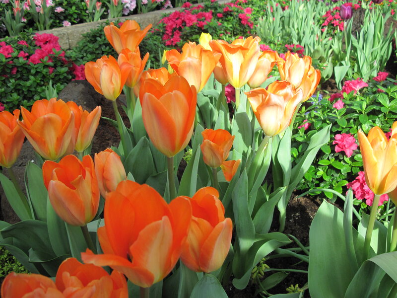 Orange Tulips in Garden — Serene, Spring, Photograph