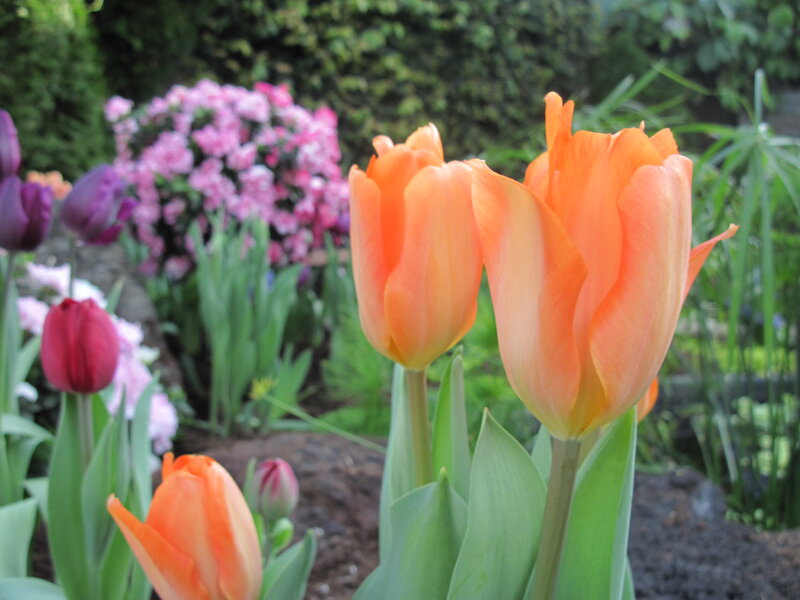 Orange Tulips in Garden — Serene, Spring