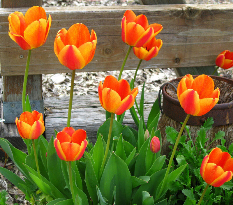 Orange Tulips in Garden