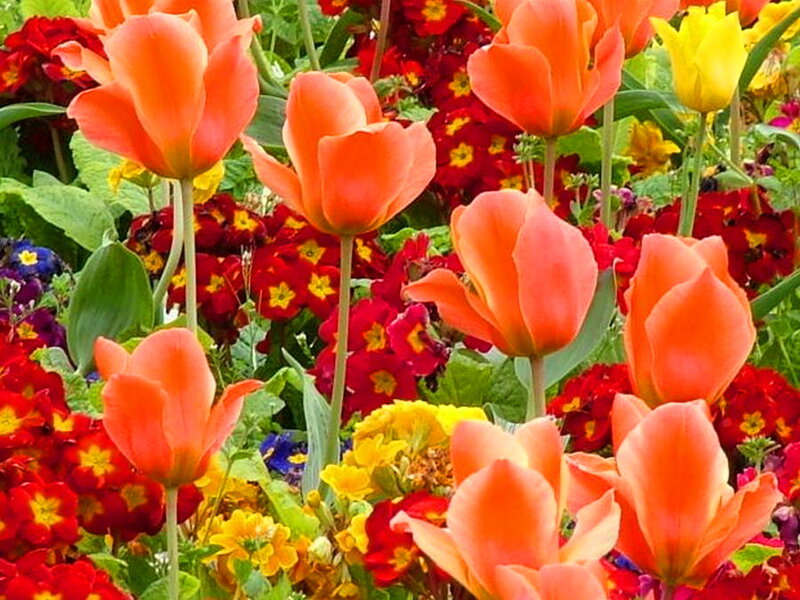 Orange Tulips in Garden — Vibrant, Spring