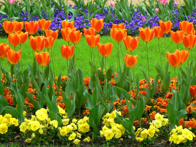 Orange Tulips in Garden — Vibrant