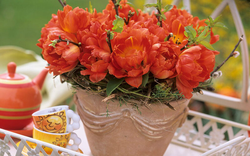 Orange Tulips in Pot