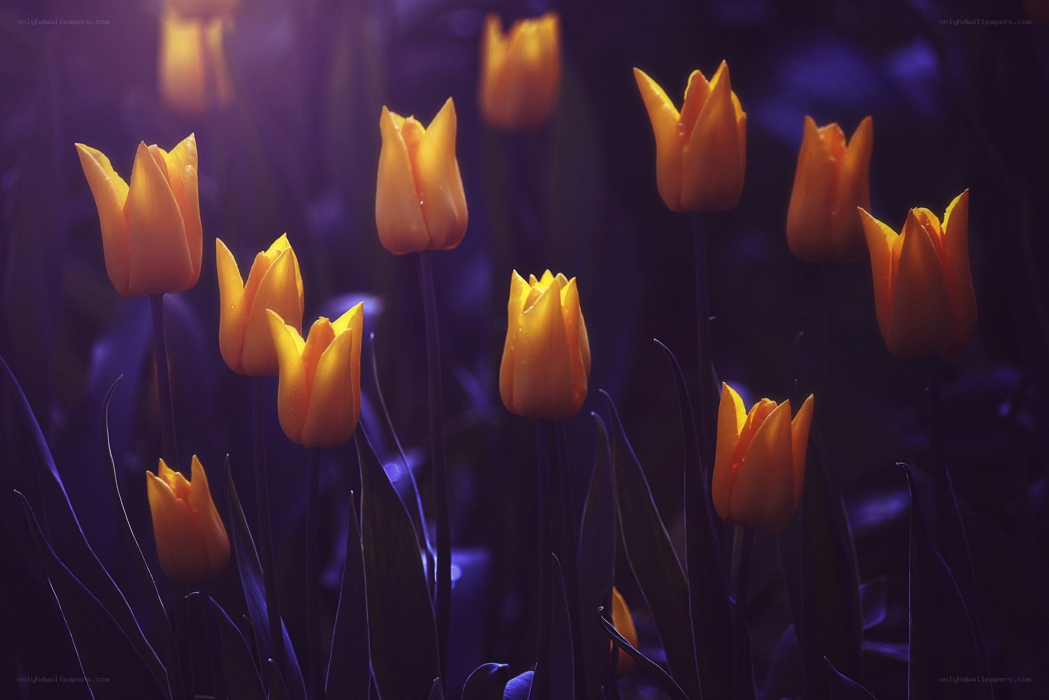 Orange tulips in purple light