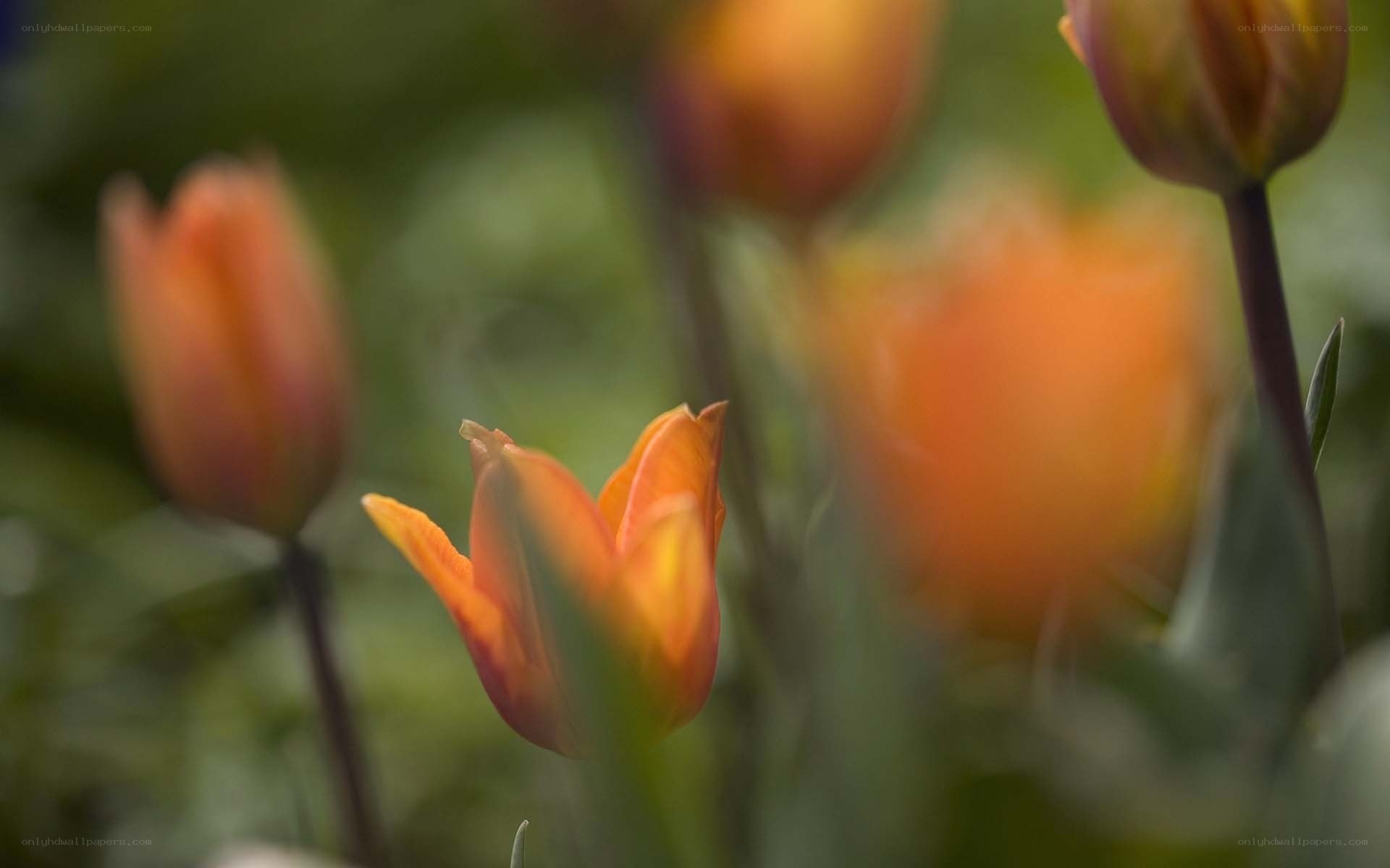 Orange tulips in soft focus