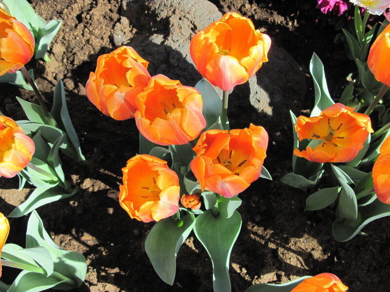 Orange Tulips in Soil — Bright