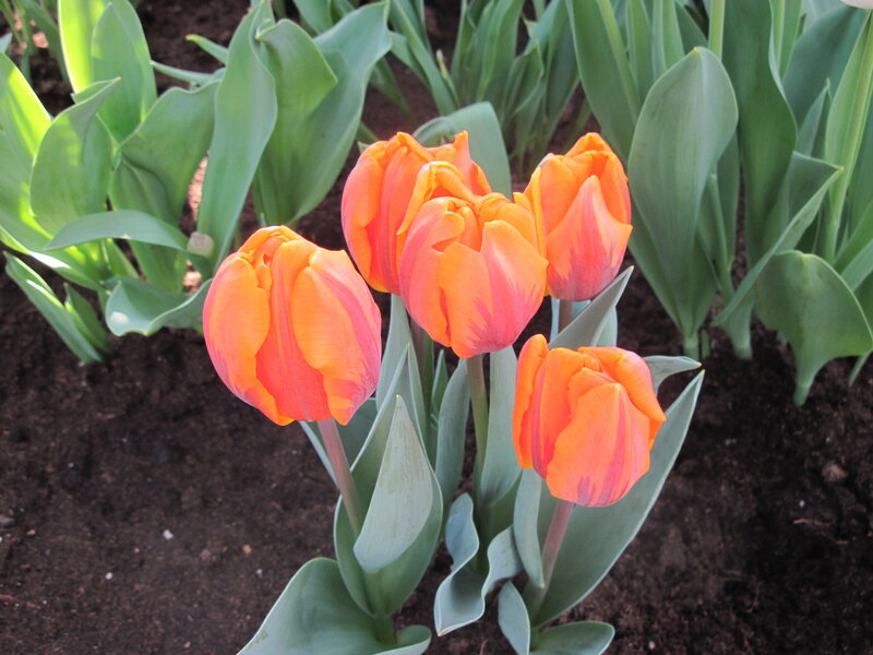 Orange Tulips in Soil — Calm, Afternoon