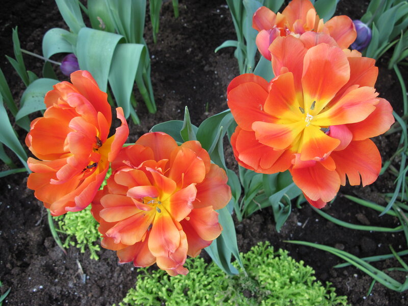 Orange Tulips in Soil — Calm, Spring, Photograph