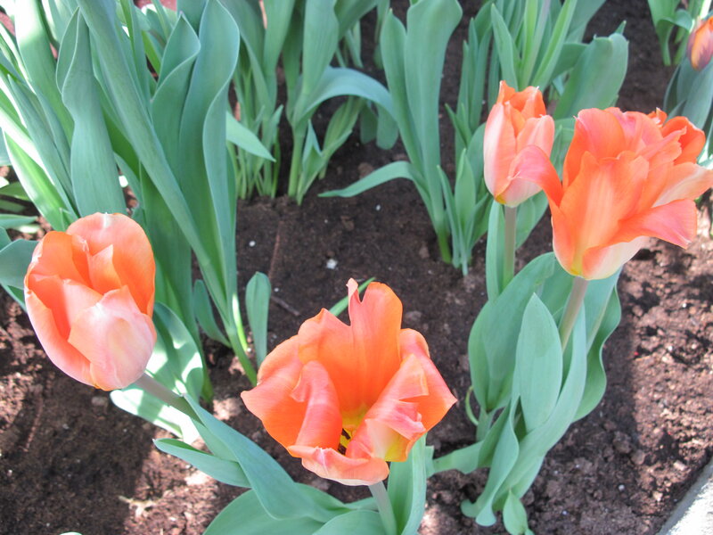 Orange Tulips in Soil — Calm, Spring