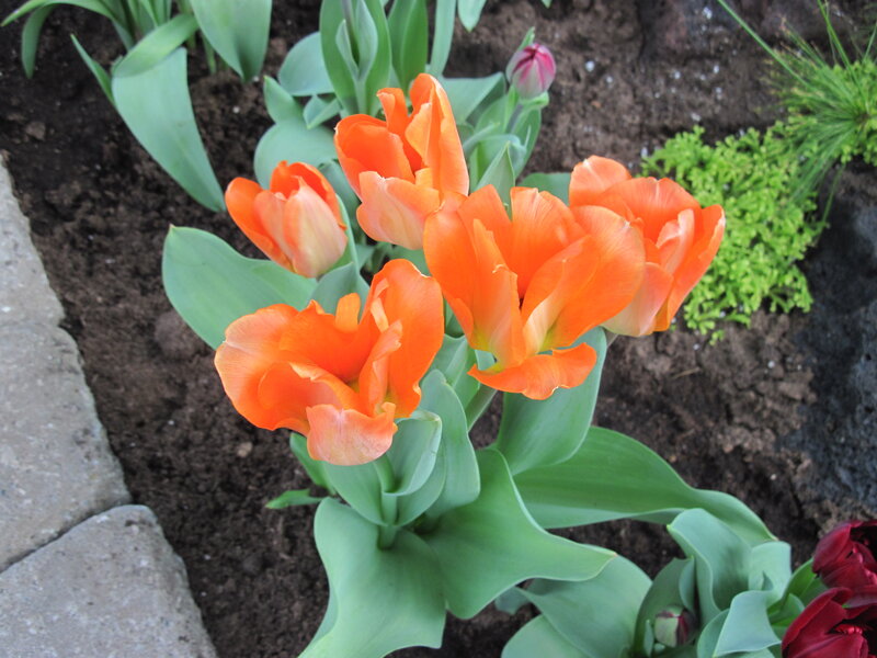 Orange Tulips in Soil — Calm