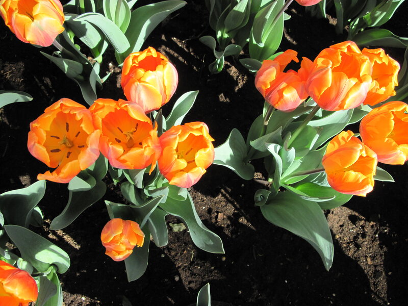 Orange Tulips in Soil — Natural, Afternoon