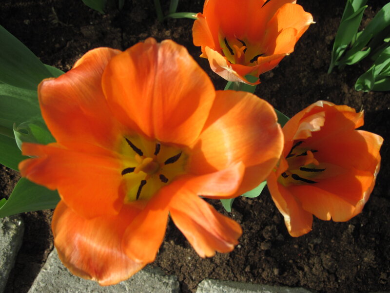 Orange Tulips in Soil — Natural