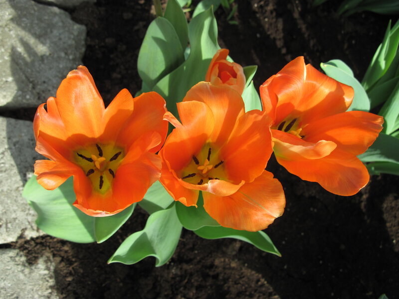 Orange Tulips in Soil