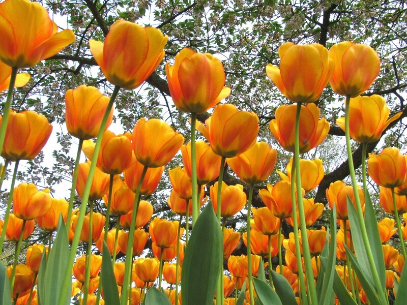 Orange tulips in spring