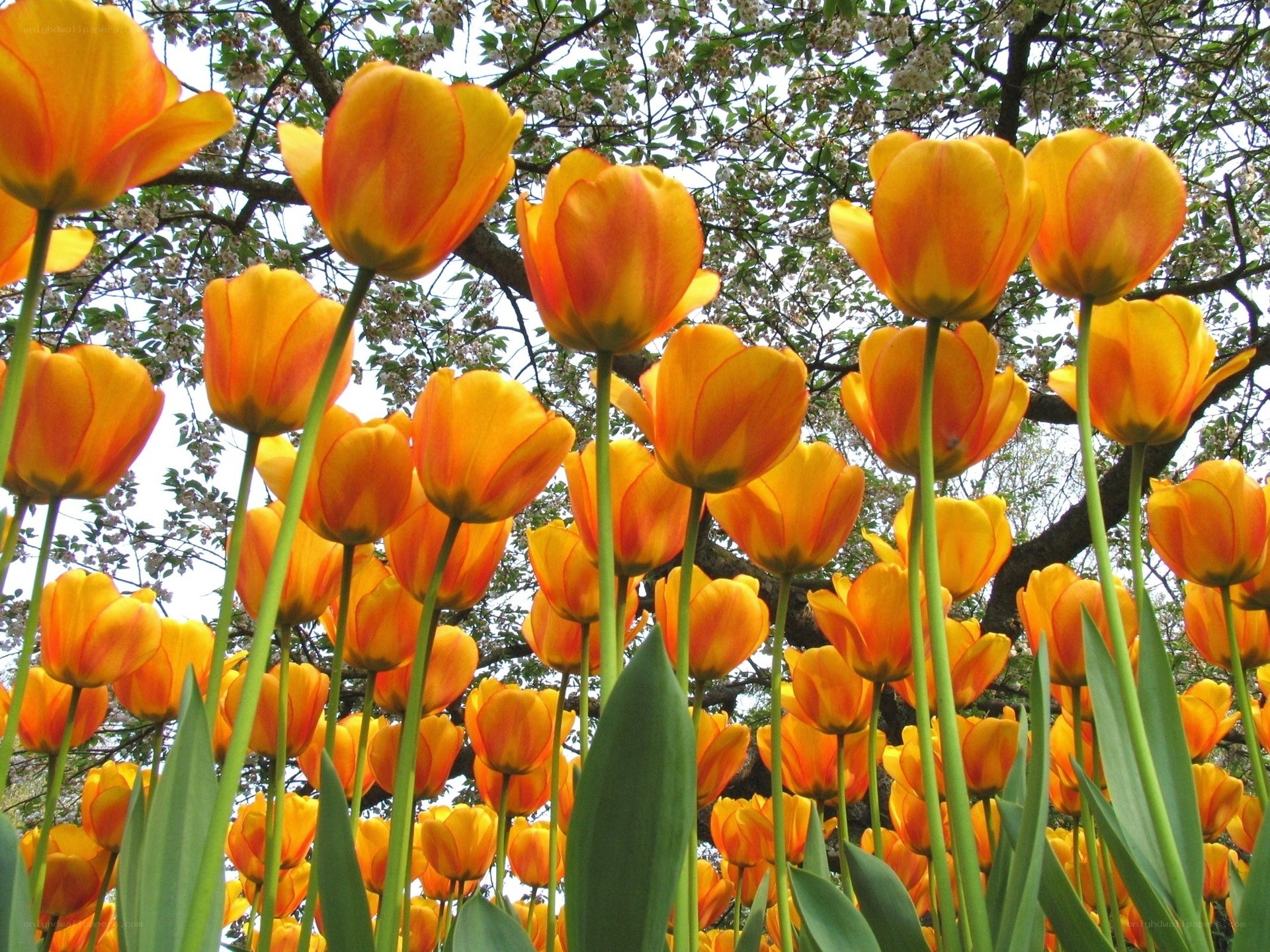 Orange tulips in spring