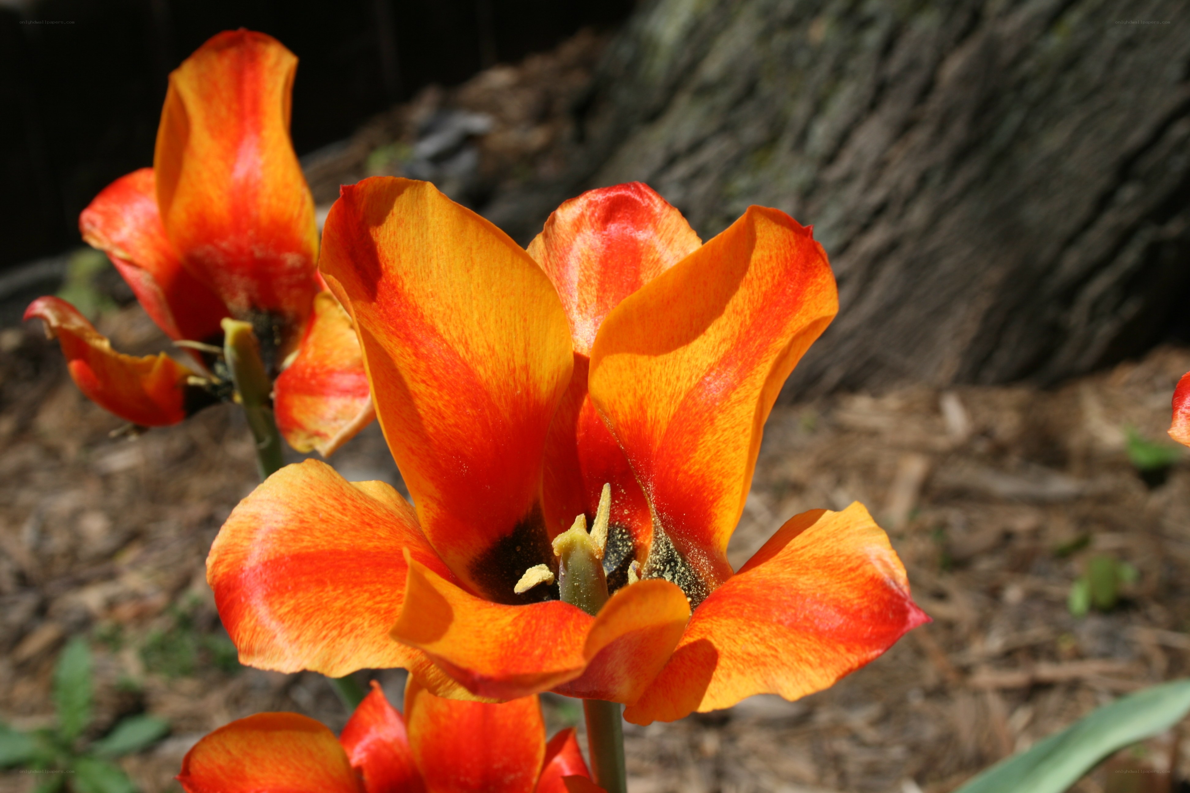 Orange tulips in sunlight