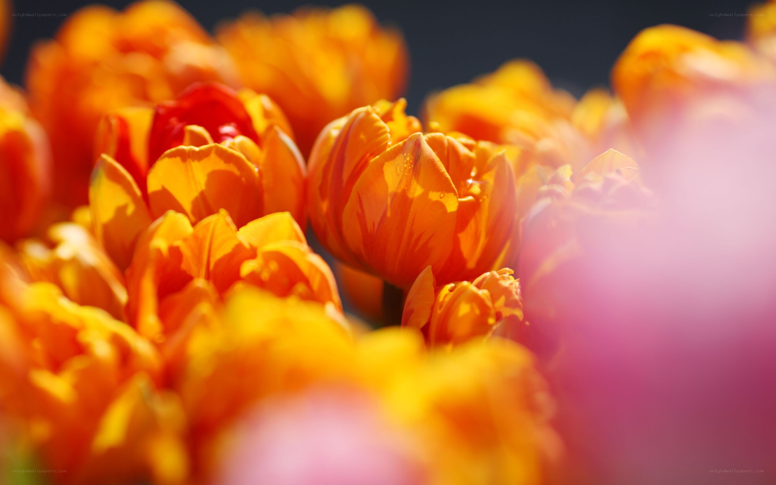 Orange tulips in sunlight