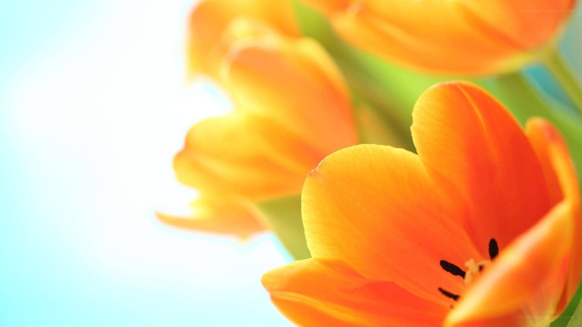 orange tulips in sunlight