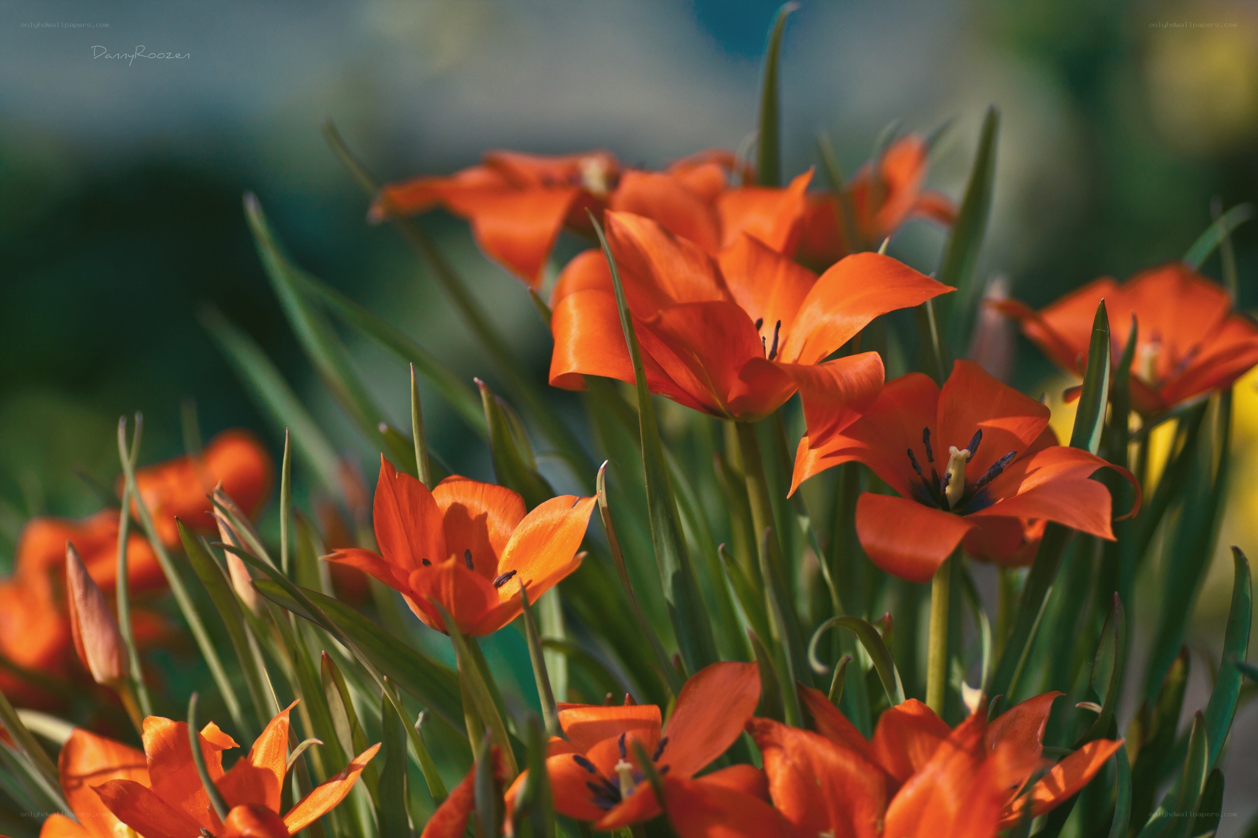 Orange tulips in sunlight