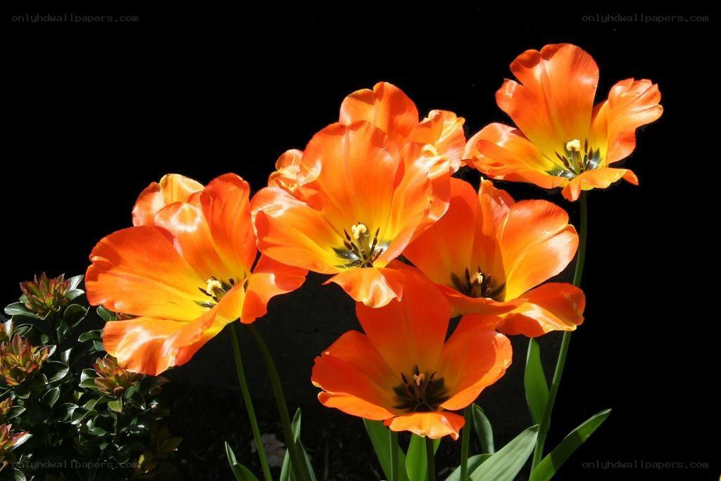 Orange tulips in sunlight