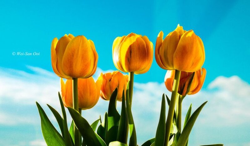 Orange Tulips in Sunlight — Blue