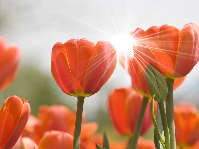 Orange Tulips in Sunlight — Bright
