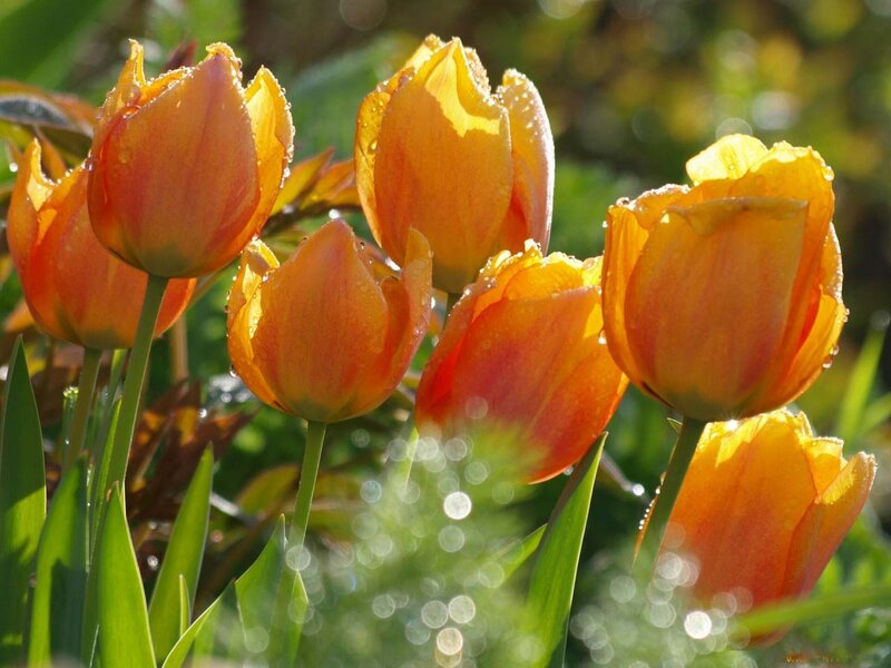 Orange Tulips in Sunlight — Serene, Morning