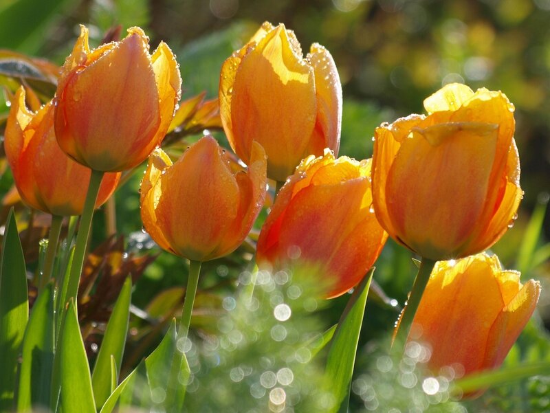 Orange Tulips in Sunlight — Serene