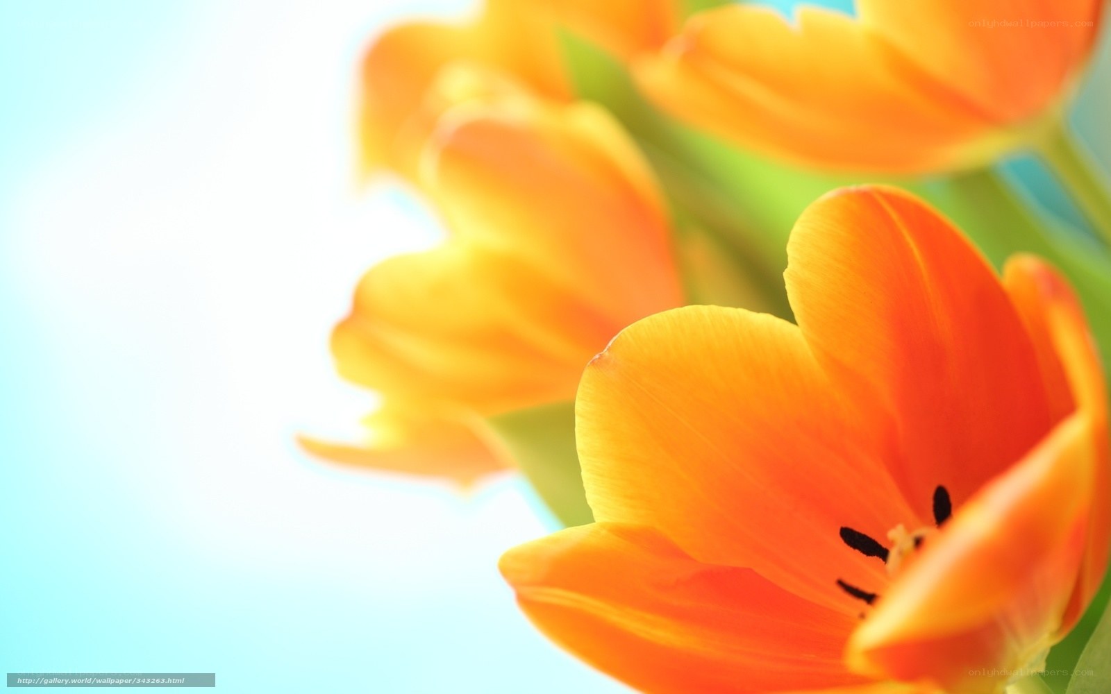 Orange tulips in sunlight