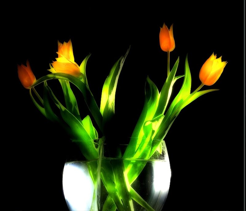Orange Tulips in Vase — Black