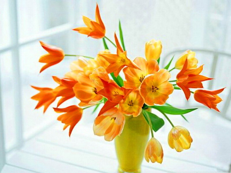 Orange Tulips in Vase — Calm