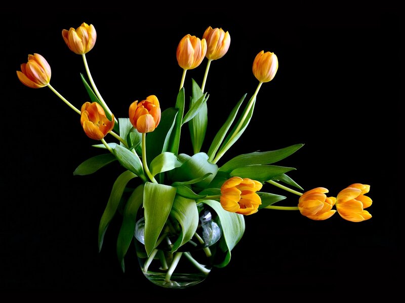 Orange Tulips in Vase — Dramatic, Photograph