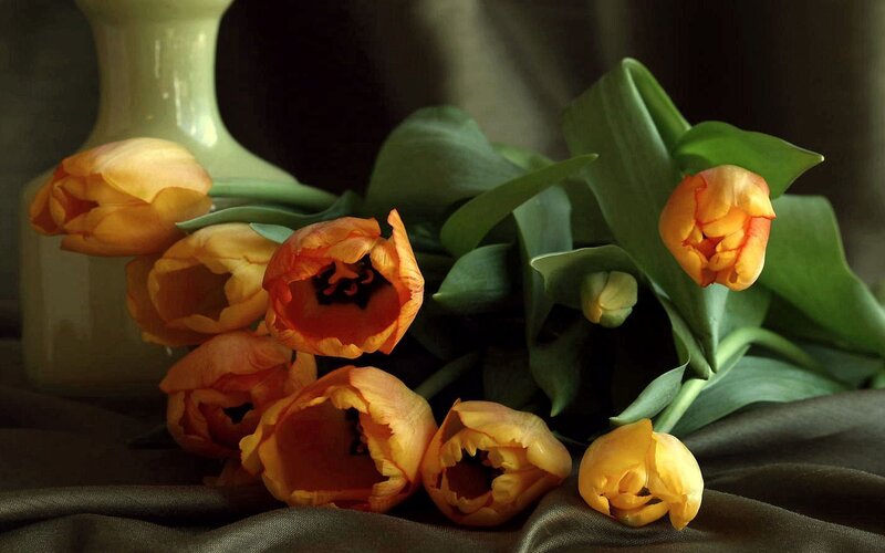 Orange Tulips in Vase — Dramatic