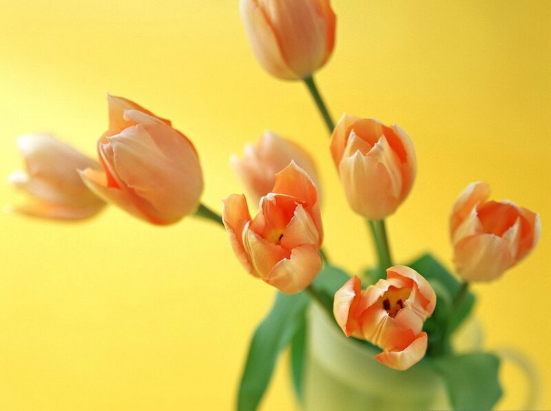 Orange Tulips in Vase