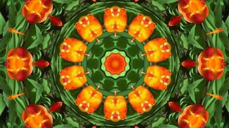 Orange Tulips Mandala