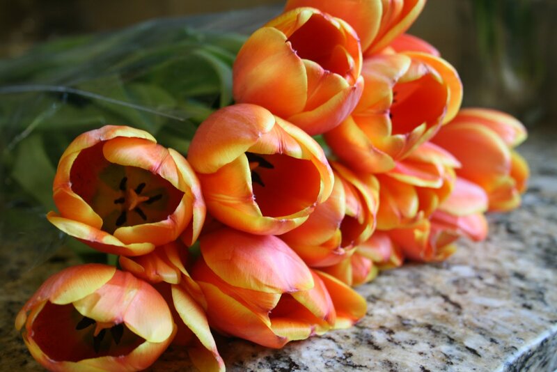Orange Tulips on Stone
