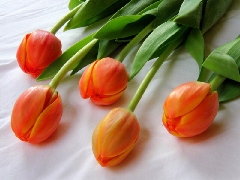 Orange Tulips on White