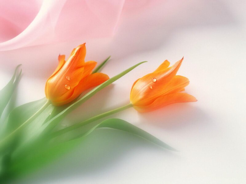 Orange tulips with dew drops