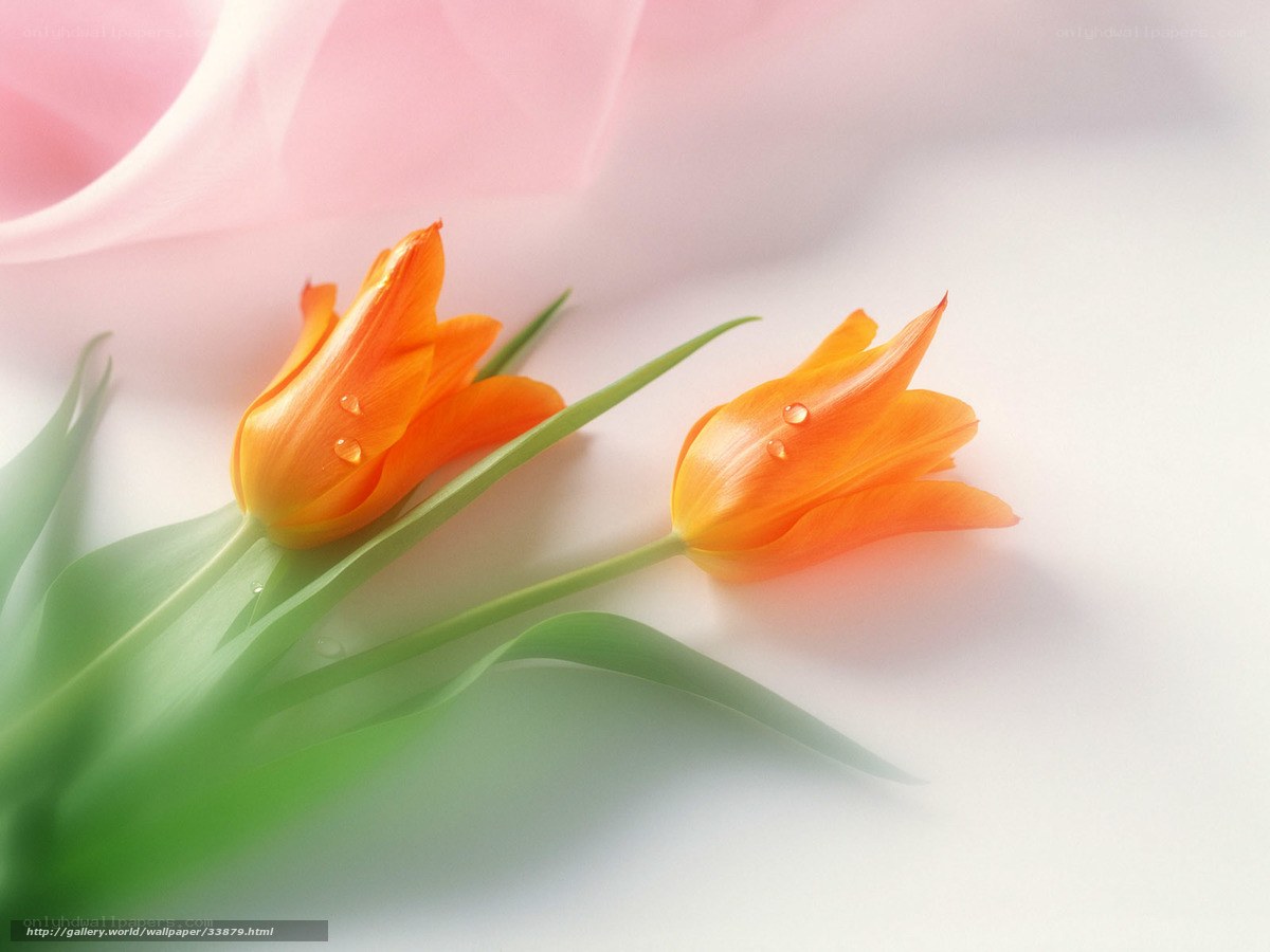 Orange tulips with dew drops