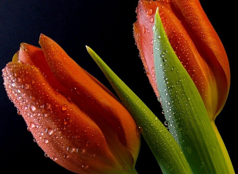 Orange Tulips with Water Droplets — Dramatic