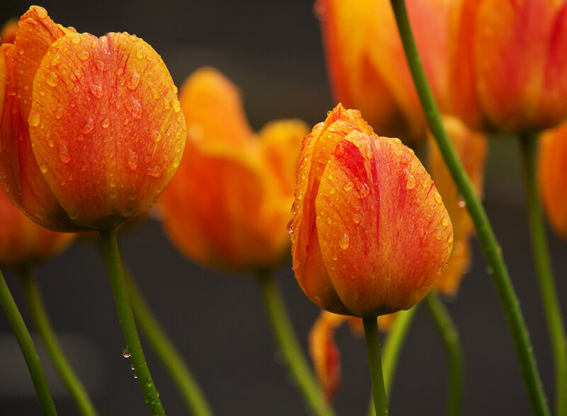 Orange Tulips with Water Droplets — Serene
