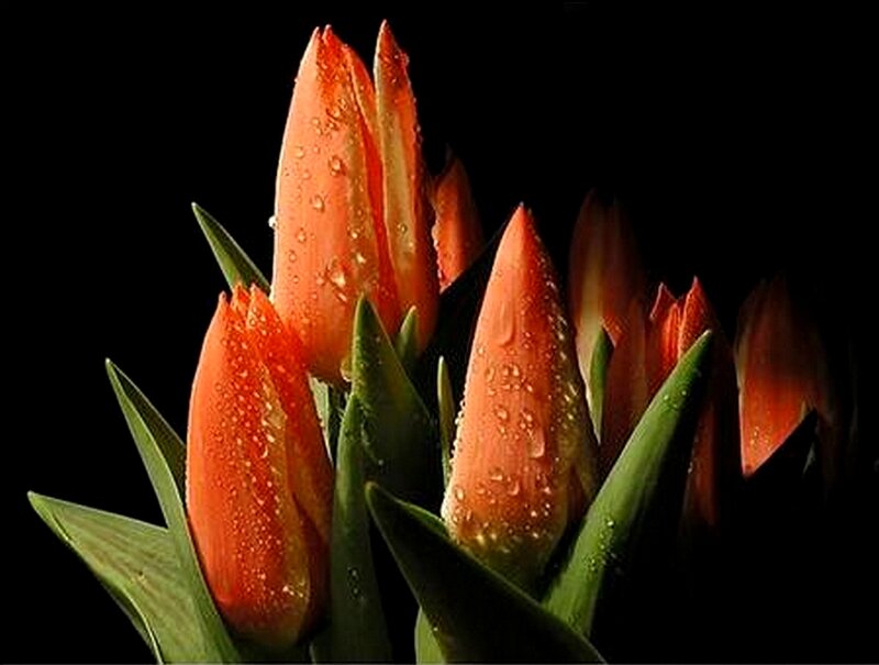 Orange tulips with water droplets