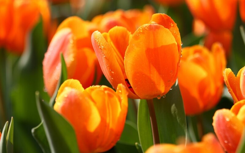 Orange Tulips with Water Droplets — Vibrant, Morning