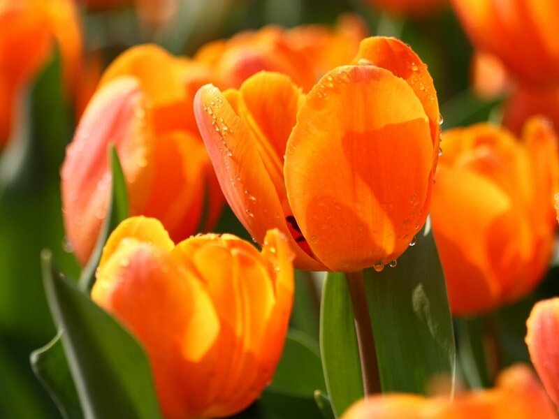 Orange Tulips with Water Droplets — Vibrant