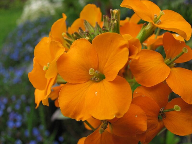 Orange Wallflowers — Calm