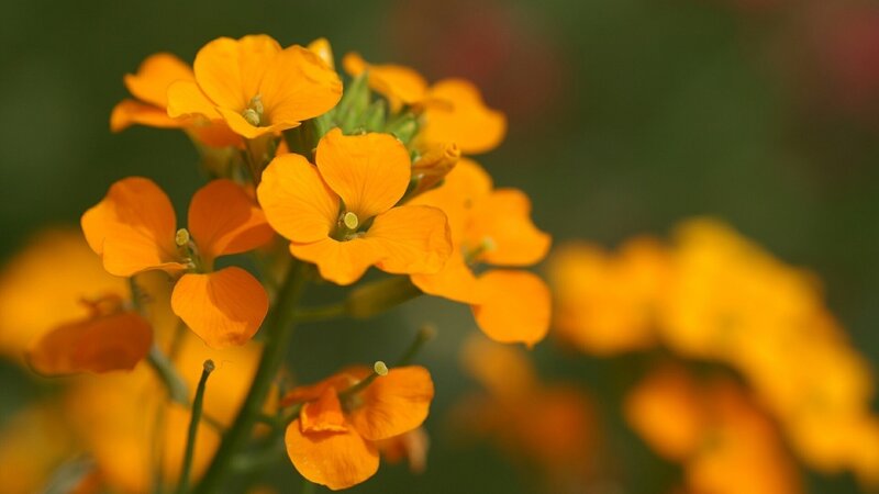 Orange Wallflowers
