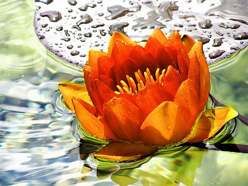 Orange water lily in pond