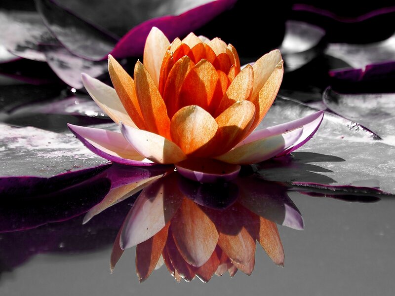 Orange Water Lily
