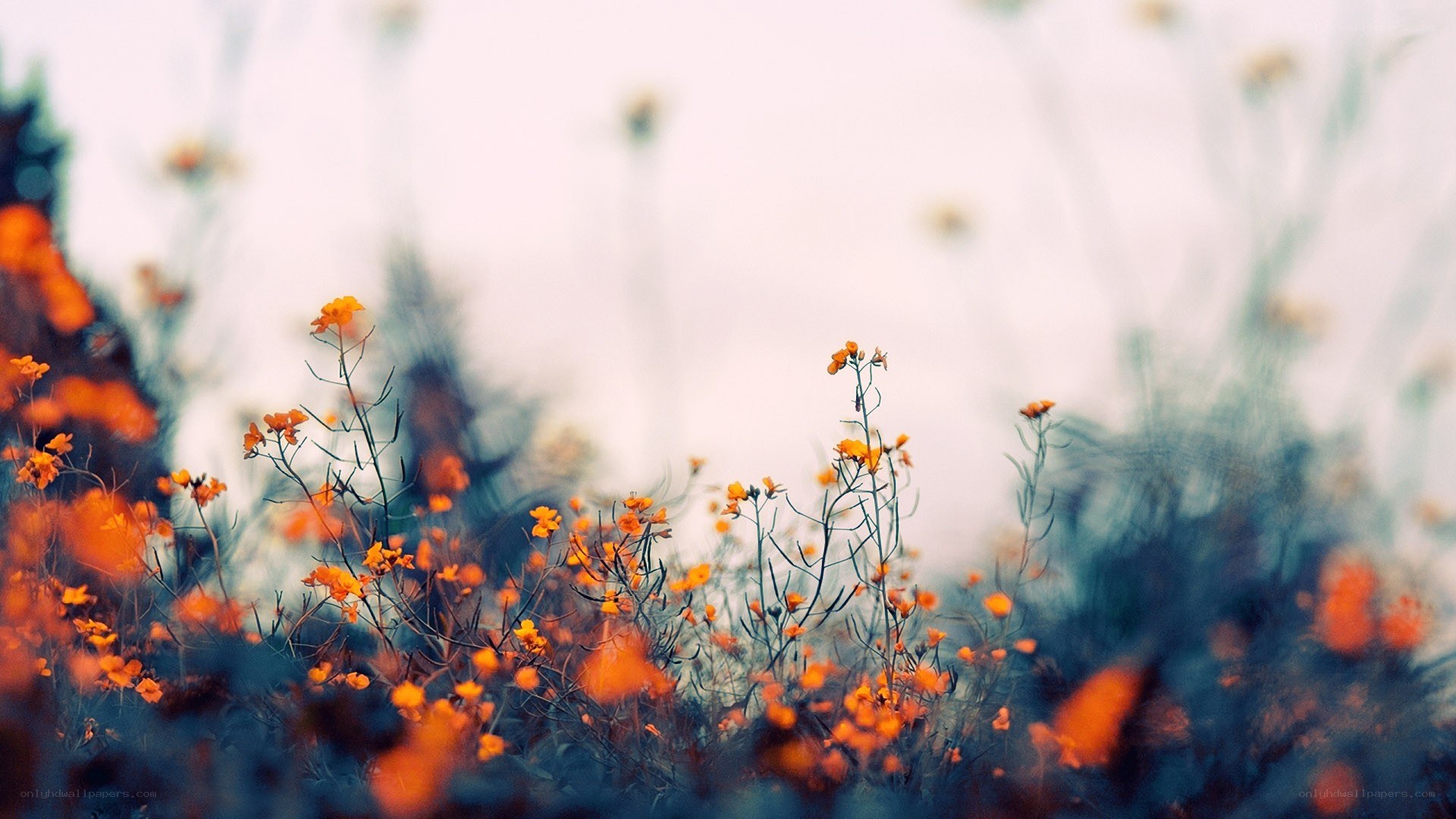 orange wildflowers in a field