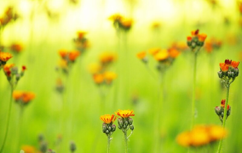 Orange Wildflowers in Field